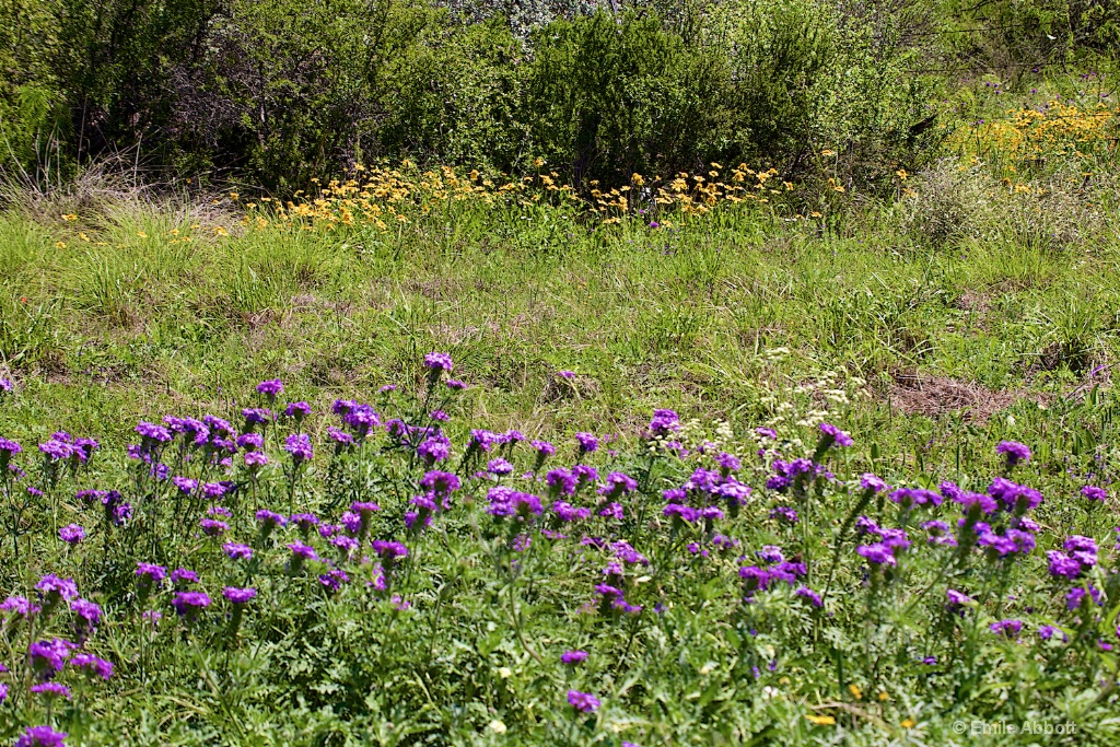 Texas Wildflowers