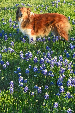 Pepper and the bluebonnets......