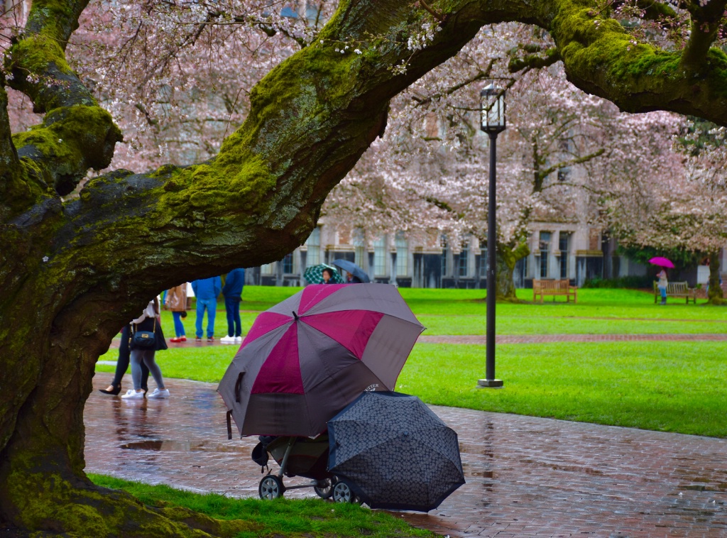 UW Cherry Blossoms