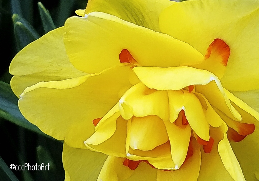 Fancy Frill Daffodil - ID: 15345173 © Candice C. Calhoun