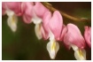 bleeding heart