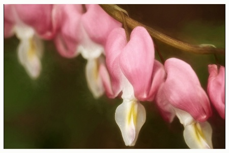 bleeding heart