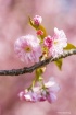 Cherry blossom