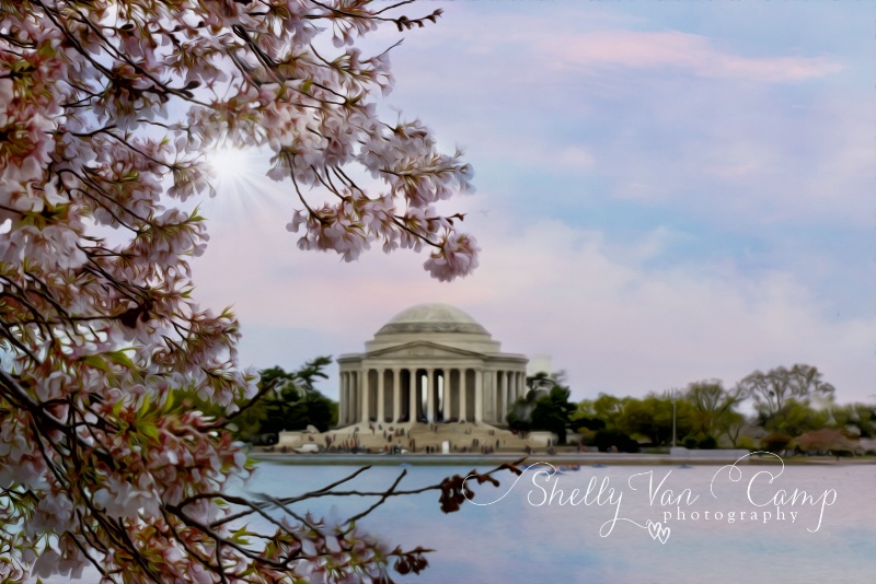 Cherry Blossoms