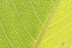 Shades of green d...