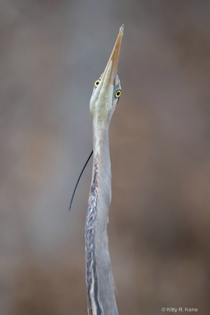 Yellow Eyes of the Great Blue