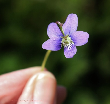 Little Violet