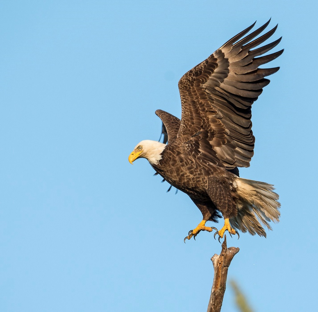 Liftoff - ID: 15346392 © Michael Cenci