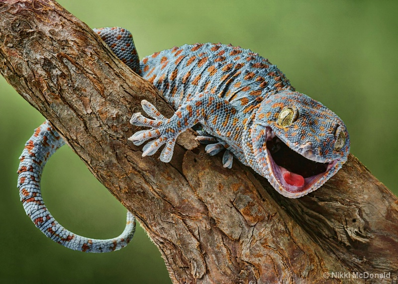 Happy Gecko