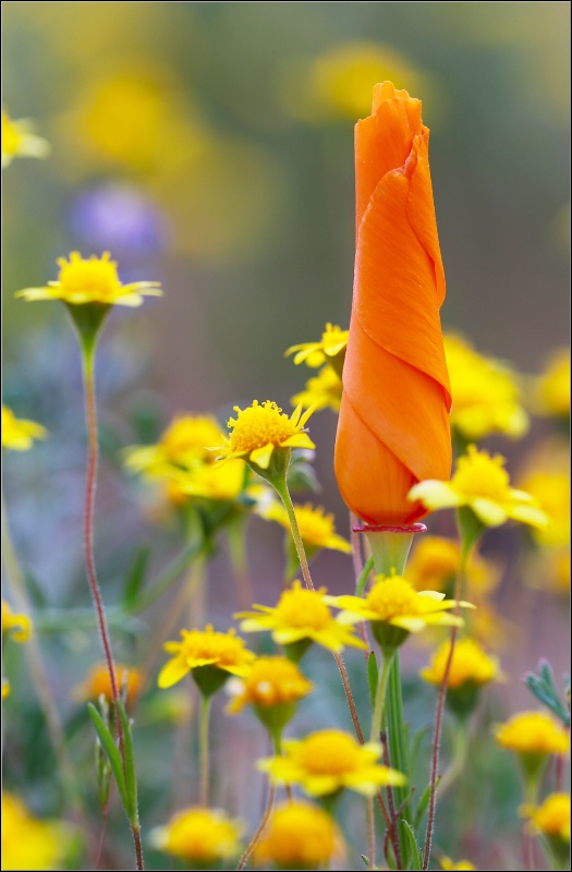 Wrapping up Poppy Season 