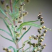Streamside Buds