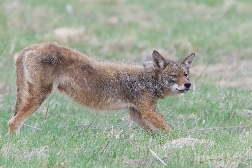 Coyote Coming Out of a Stretch - ID: 15346943 © Kitty R. Kono