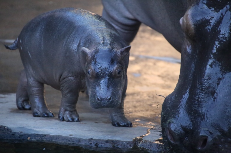 Baby, Nile hippopotamus