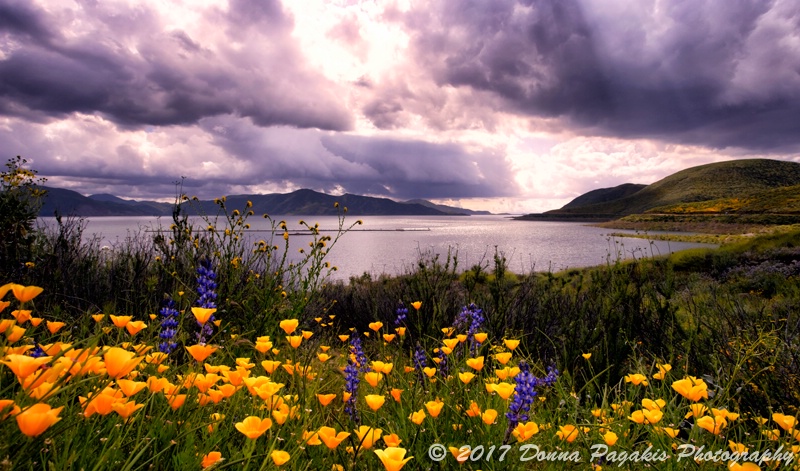 Lakeside Wildflowers 