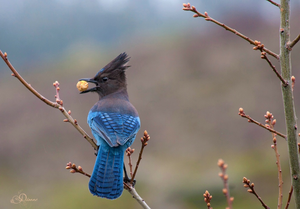 Gathering Peanuts