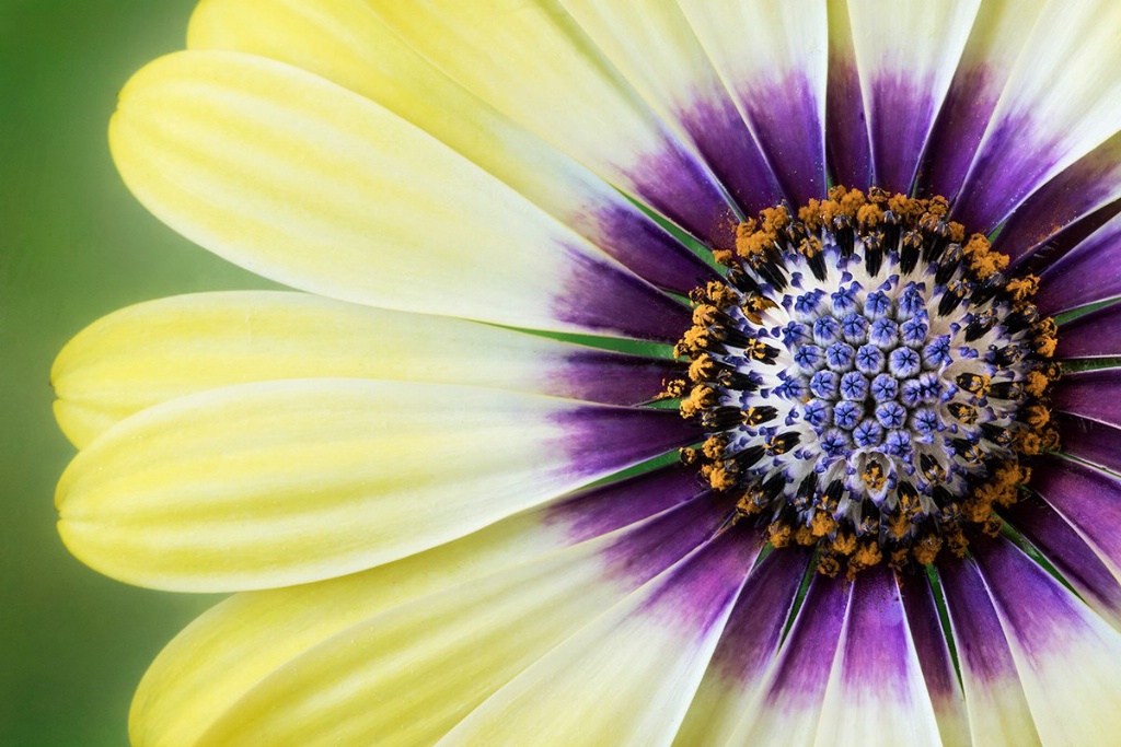 Flowers Within the Flower