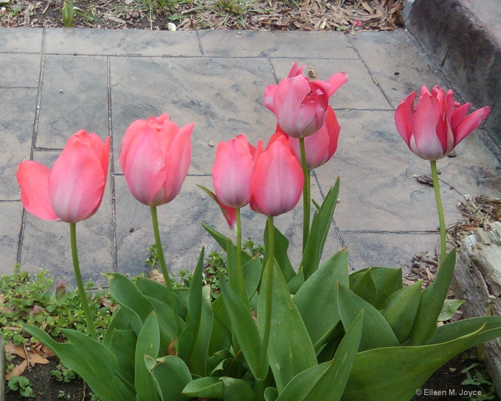 Pink Tulips cropped