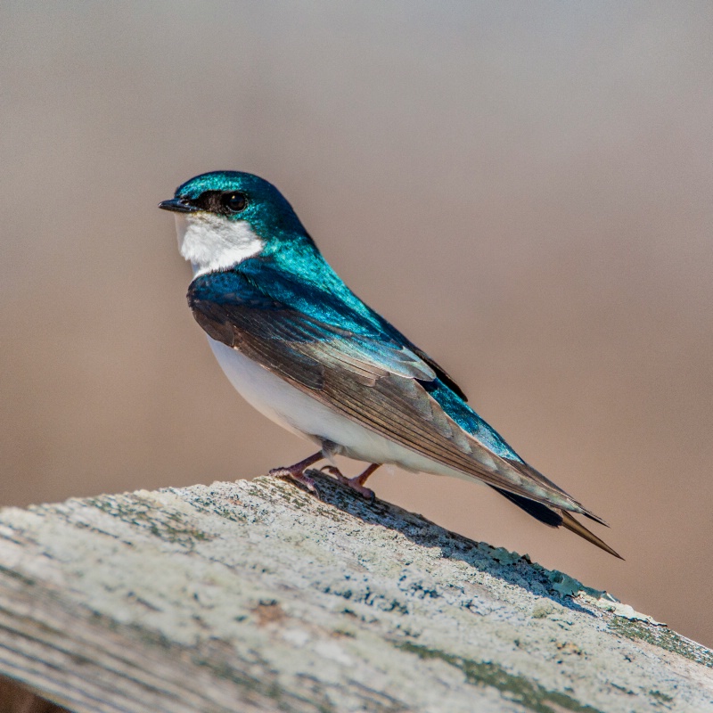 Tree Swallow