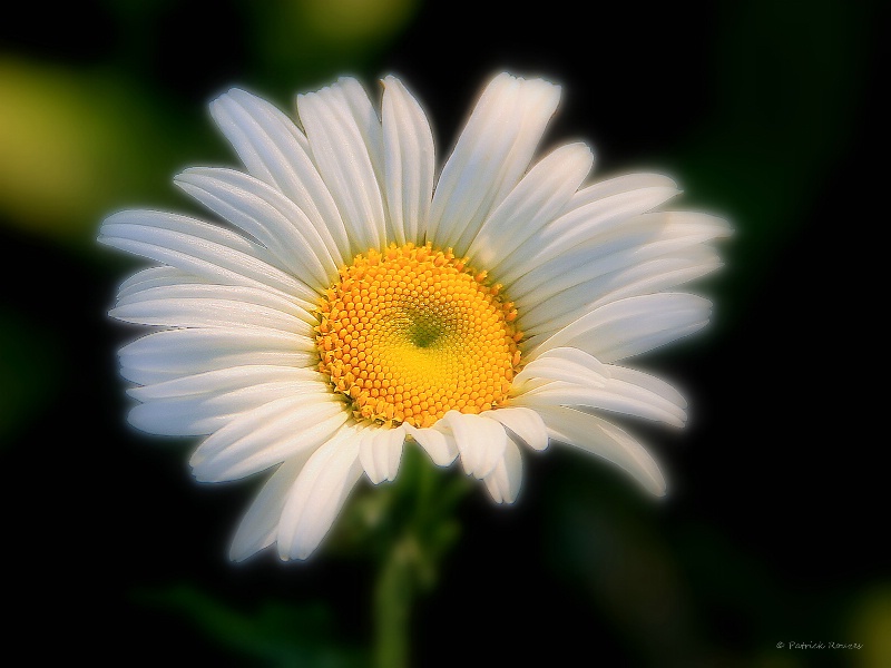 Wild Daisy