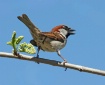 Singing Love Song...