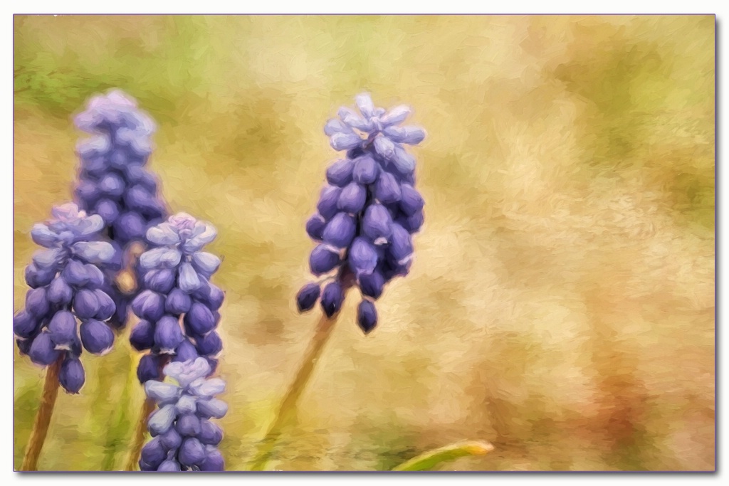 muscari oil painting