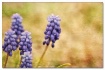 muscari oil paint...