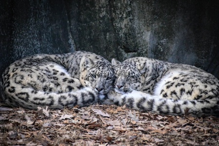 A pair of Snow Leopard's