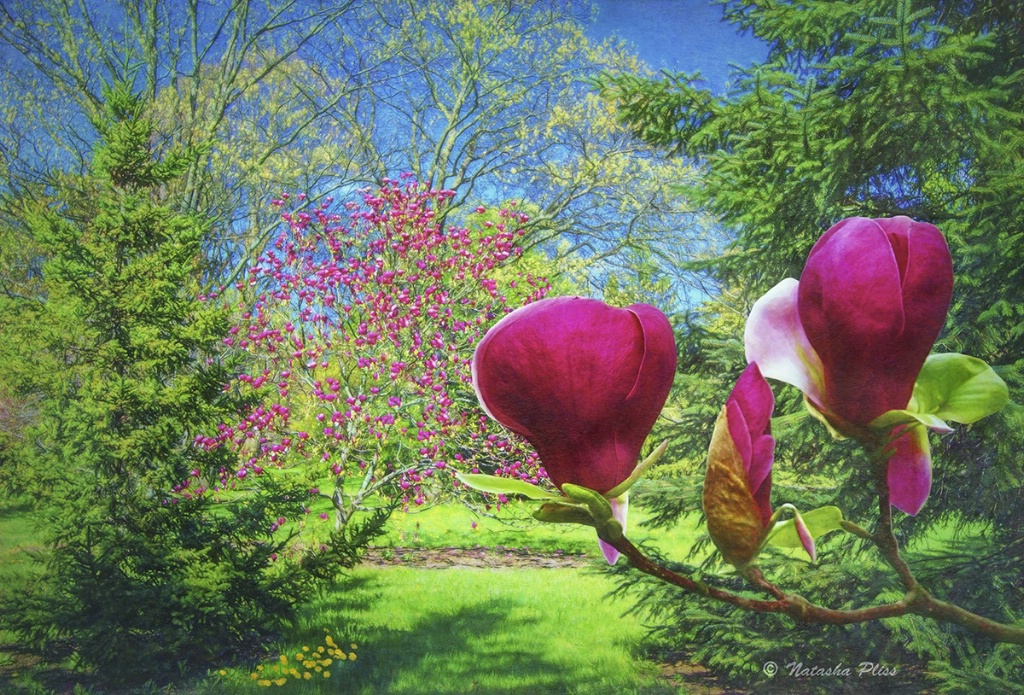 May magnolia