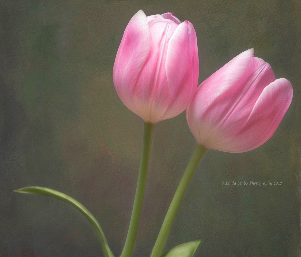 Pair of Pink Tulips