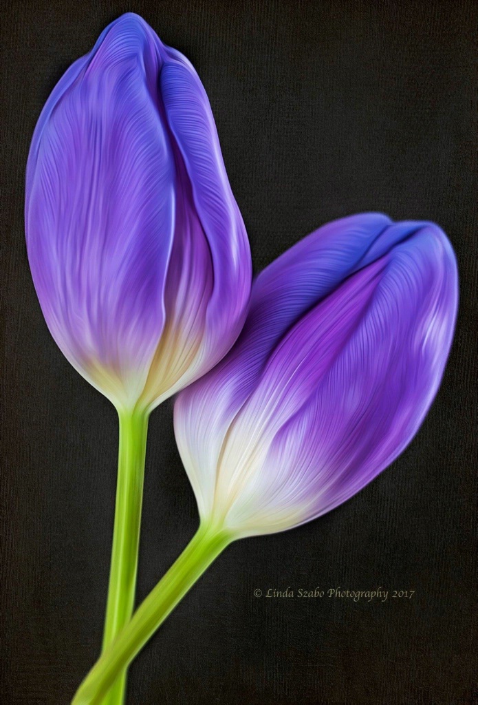 Pair of Purple Tulips