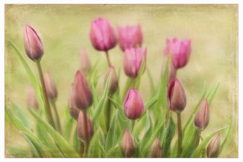 bunches of tulips