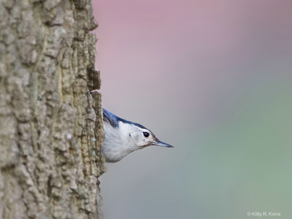 Eye Contact with the Nuthatch