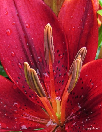 Heart of the Lily