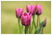 tulip quintet