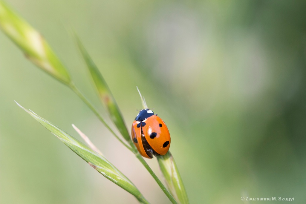 Ladybug