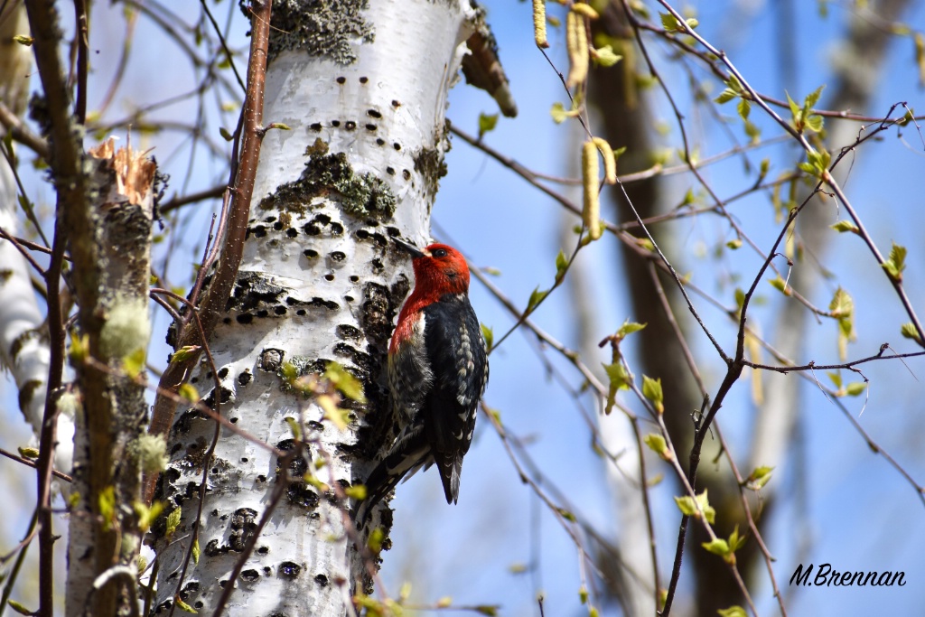 Sapsucker