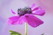 Pink beauty