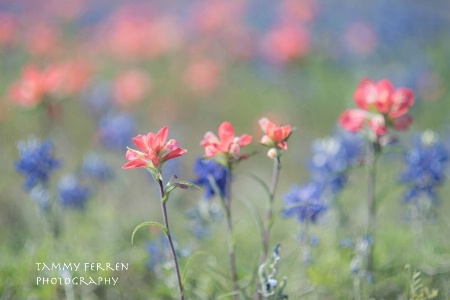 ~~  Okie and Texas Wildflowers  ~~