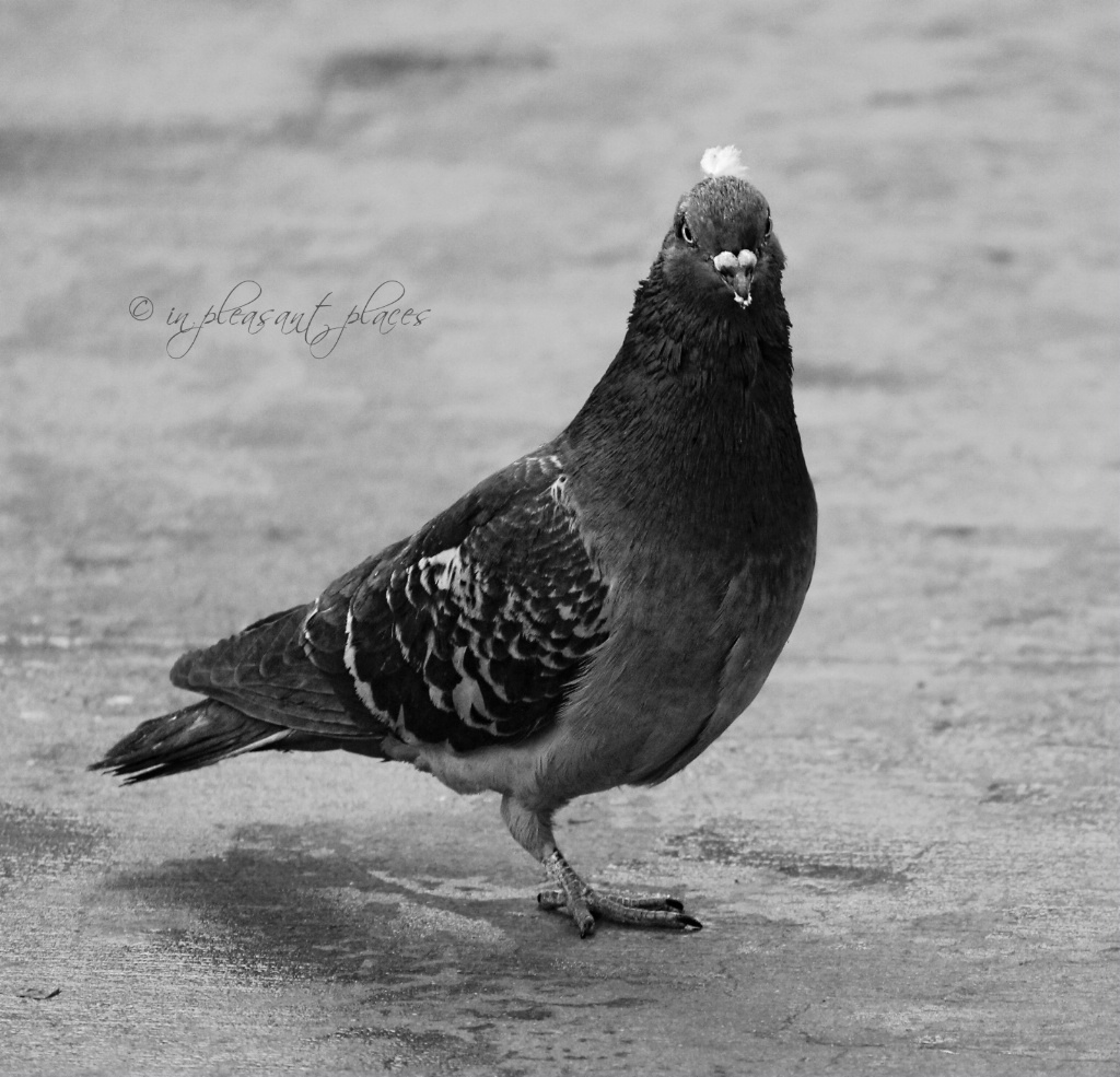 Pioneer Pigeon