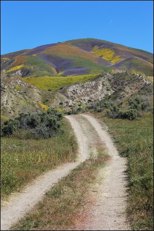 Road to Super Bloom