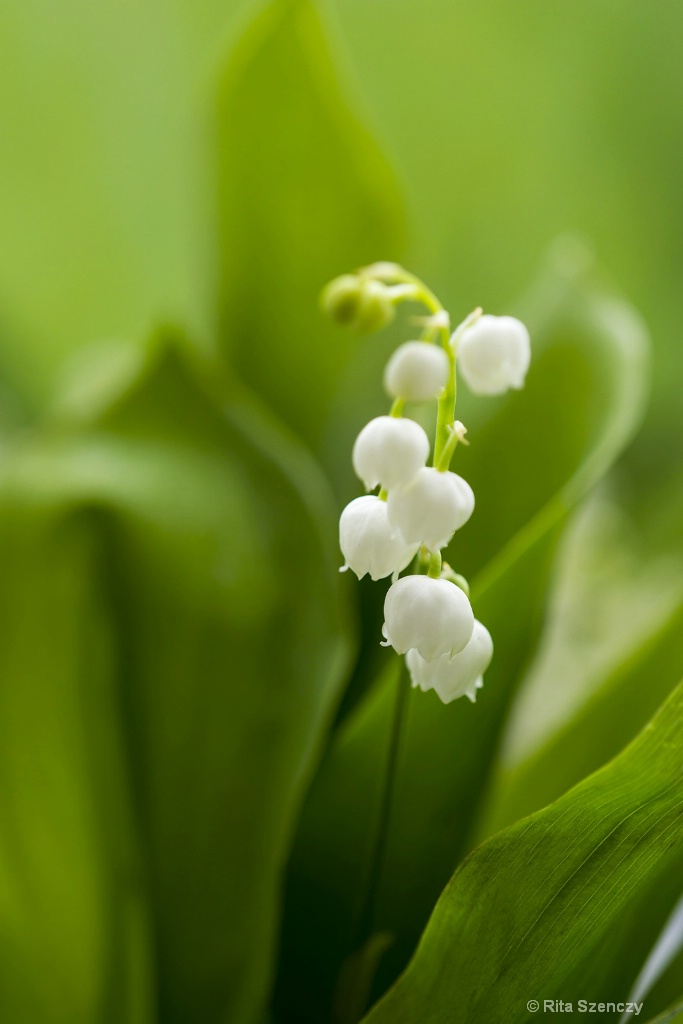Lilly of the valley