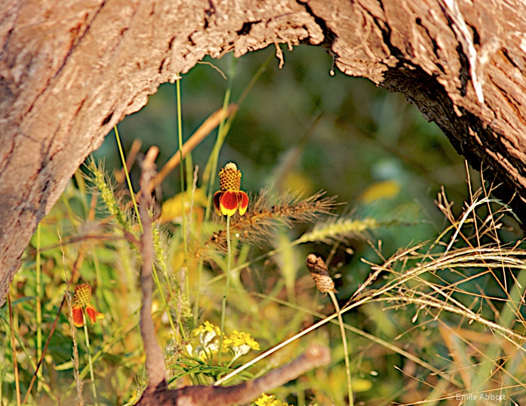 Framed Mexican Hat