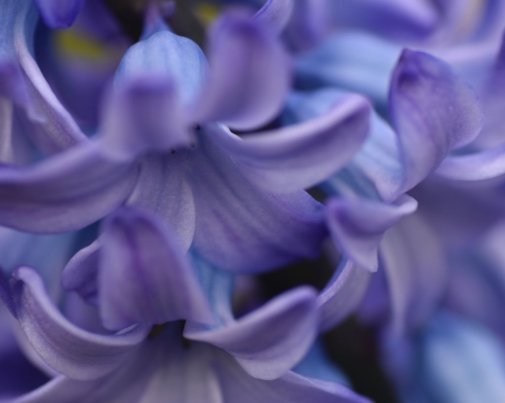 Hyacinth Hues