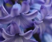 Hyacinth Hues