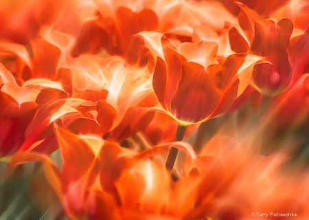 Tulips Ablaze