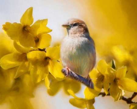 Spring Sparrow