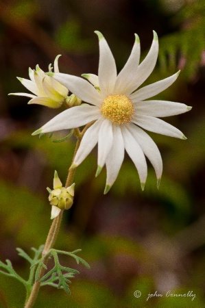 A Flannel Flower