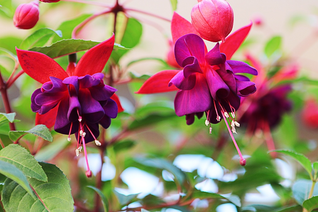 Fuchsia