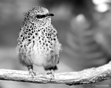 White-eared Catbird in B/W