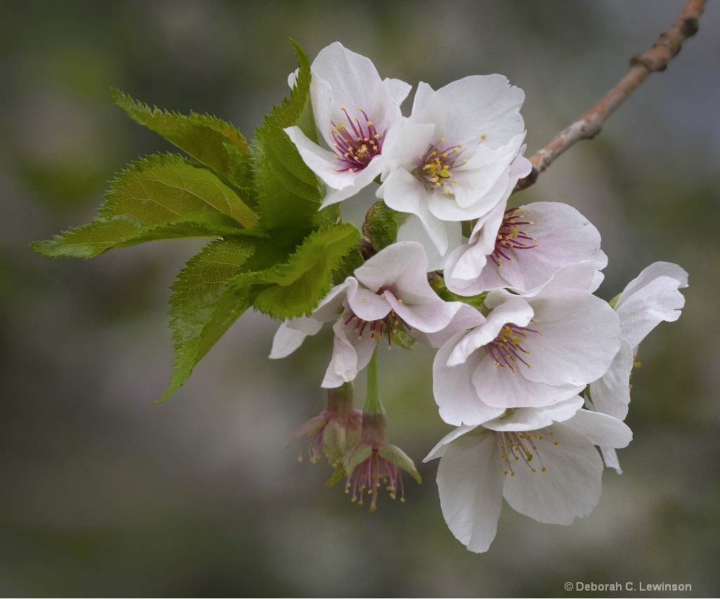 Cherry Blossoms